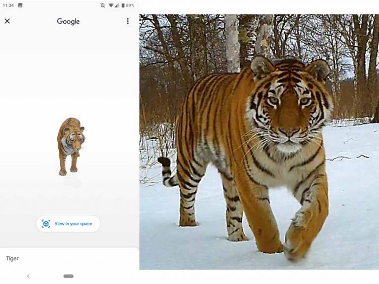 Tiger View in 3D Google – How to View Animals in 3D on Google
