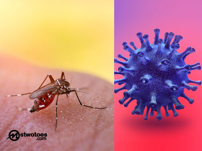 Can Mosquitoes Transmit Coronavirus?