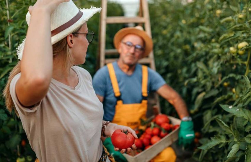 Fruit Picking Jobs in USA with Visa Sponsorship