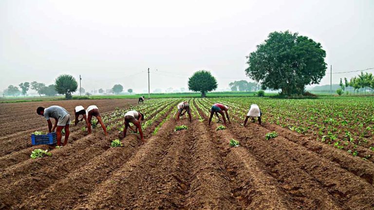 Farm Jobs in USA With Visa Sponsorship Farm Jobs in USA With Visa Sponsorship