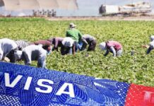 Farm worker Jobs in the USA with Visa Sponsorship