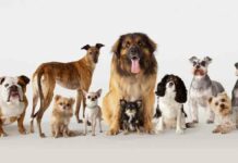 Life Insurance For Dogs