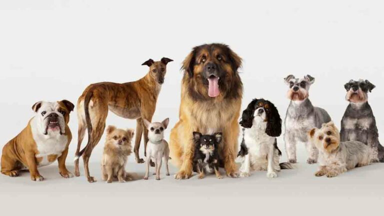 Life Insurance For Dogs – Protecting Your Furry Friend