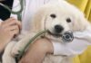 Pet Insurance Comparison