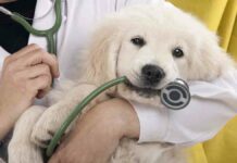 Pet Insurance Comparison
