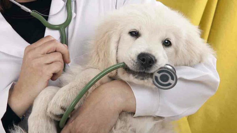 Pet Insurance Comparison – Find the Best Plan for Your Pet